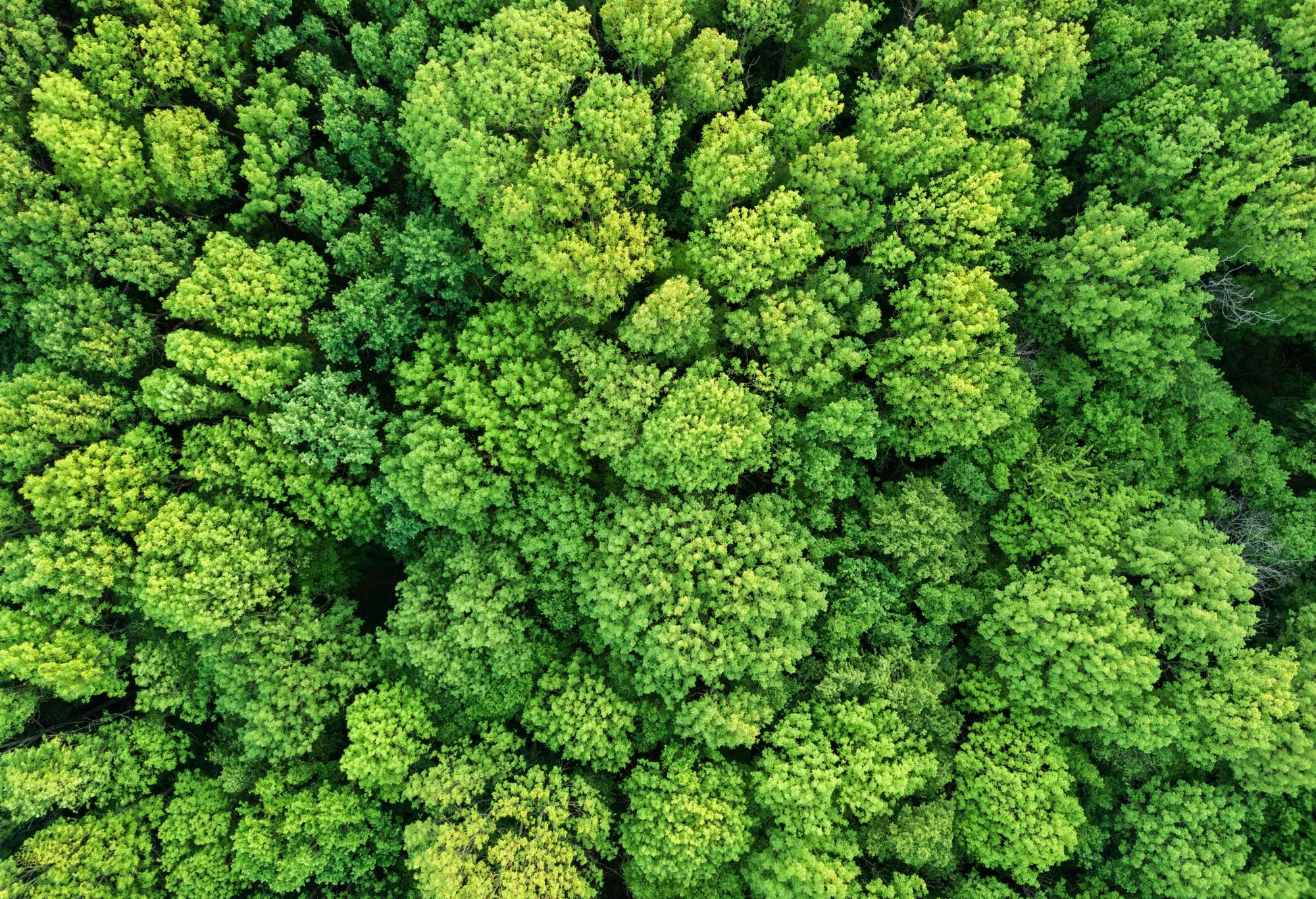 stock_aerial_view_of_forest.jpg